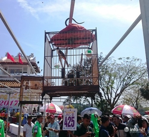 Chào mào giá 140 triệu vượt 500 chú chim đạt giải nhất Cúp vàng cố đô - ảnh 2