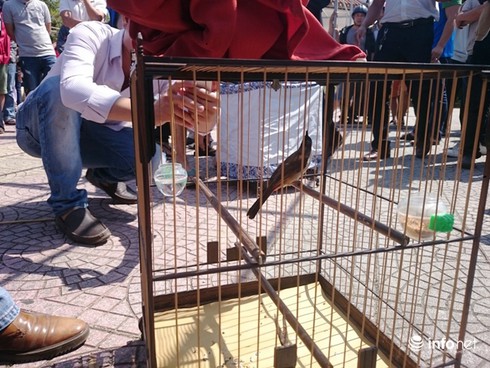 Chào mào giá 140 triệu vượt 500 chú chim đạt giải nhất Cúp vàng cố đô - ảnh 11