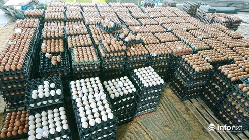 Thạc sĩ nước ngoài về quê “xúc phân gà”, kiếm tiền tỉ mỗi năm - ảnh 3