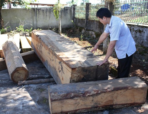 Đắk Nông: Làm giả chữ ký giám đốc Sở khai thác gỗ trái phép - ảnh 1