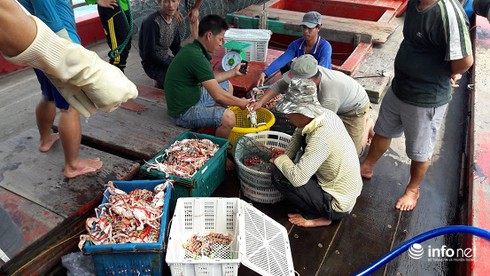 Đánh ghẹ đỏ ở ngư trường Vịnh Bắc Bộ (bài 1) - ảnh 11