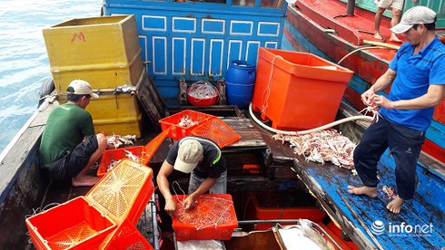 Đánh ghẹ đỏ ở ngư trường Vịnh Bắc Bộ (bài 1) - ảnh 12