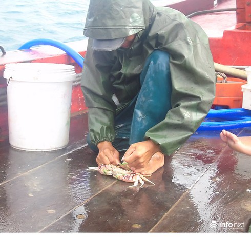 Đánh ghẹ đỏ ở ngư trường Vịnh Bắc Bộ (bài 1) - ảnh 8