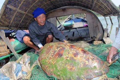 Video: Đổ xô đi xem rùa nặng 45kg, hoa văn lạ mắc lưới trên sông Lam - ảnh 1