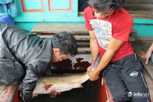 Video: Bắt được cá nghi là sú vàng, khách trả nửa tỷ vẫn lắc đầu không bán - ảnh 2