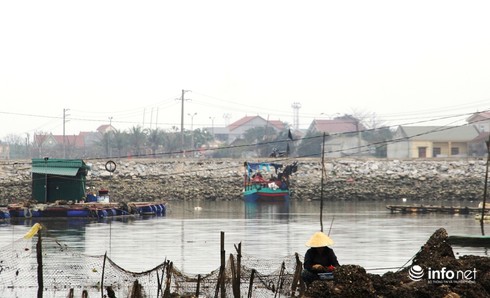 Video: Bắt được cá nghi là sú vàng, khách trả nửa tỷ vẫn lắc đầu không bán - ảnh 4