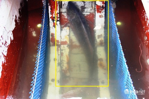 Video: Bắt được cá nghi là sú vàng, khách trả nửa tỷ vẫn lắc đầu không bán - ảnh 6