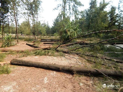 Huế: Rừng phòng hộ ven biển bị dân chặt phá, cây cối nằm ngổn ngang - ảnh 2