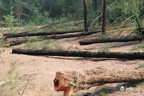 Huế: Rừng phòng hộ ven biển bị dân chặt phá, cây cối nằm ngổn ngang - ảnh 1