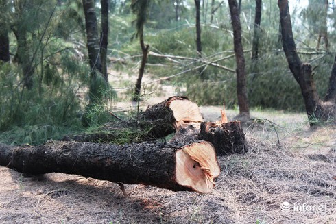Huế: Rừng phòng hộ ven biển bị dân chặt phá, cây cối nằm ngổn ngang - ảnh 3