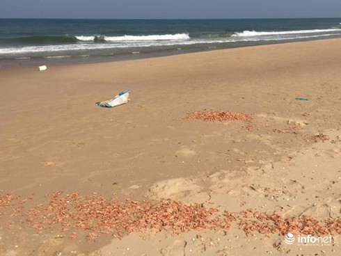 Vụ đổ tôm chết ra biển: