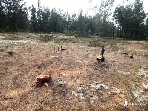 Huế: Rừng phòng hộ ven biển bị dân chặt phá, cây cối nằm ngổn ngang - ảnh 5