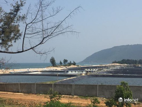 Vụ đổ tôm chết ra biển: