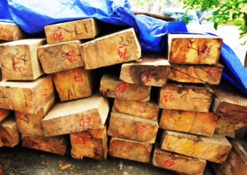 Mất chức vì để lâm tặc đốn hạ 36 cây sa mu - ảnh 1
