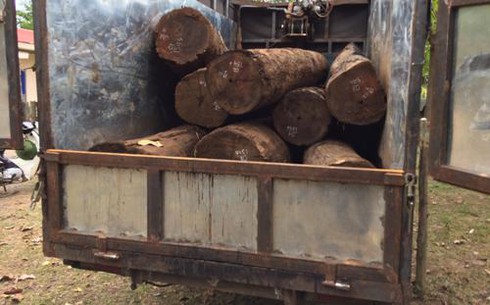 Đắk Lắk: Lâm tặc bỏ xe gỗ quý chạy thoát thân - ảnh 1