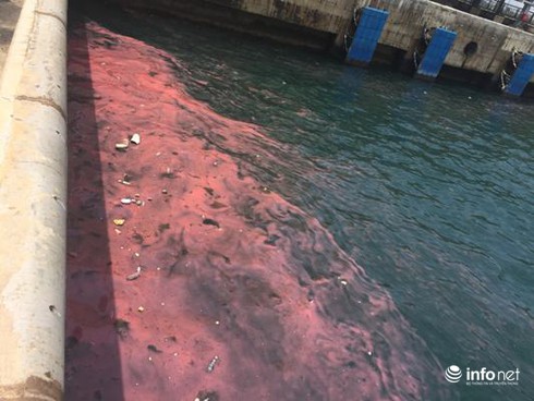 Hà Tĩnh: Lại xuất hiện dải nước đỏ tại cảng Sơn Dương - ảnh 1