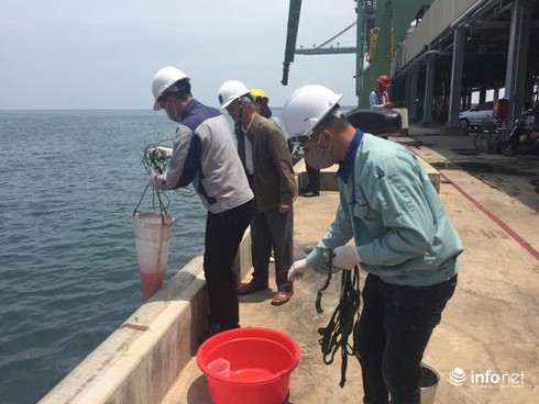 Hà Tĩnh: Lại xuất hiện dải nước đỏ tại cảng Sơn Dương - ảnh 2