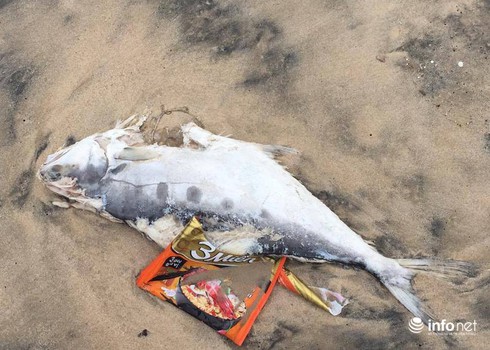 Hà Tĩnh: Xuất hiện cá chết trôi dạt vào bờ biển Vũng Áng - ảnh 2