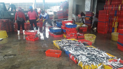 Quảng Bình: Đã chi trả hơn 90% tiền bồi thường sự cố môi trường biển - ảnh 1