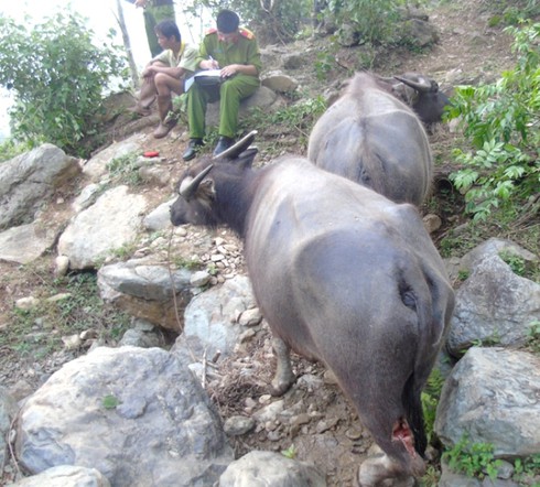 Thanh Hóa: Chém trọng thương 11 con trâu vì phá hoa màu - ảnh 2