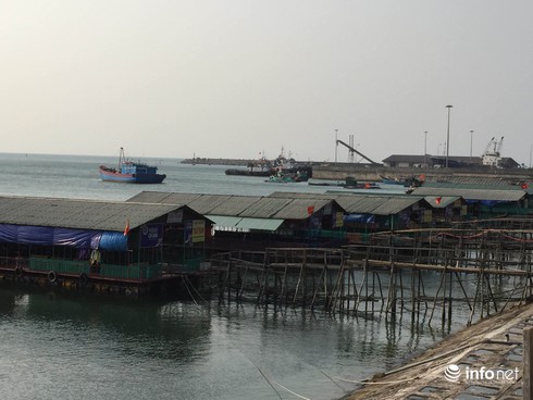 ‘Mực nhảy’ Vũng Áng sắp chuyển về địa điểm mới - ảnh 1