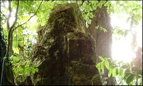 Những phát hiện kỳ thú khó tin được tìm thấy từ sân vườn - ảnh 2