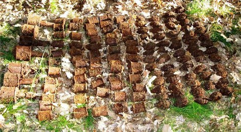 Những phát hiện kỳ thú khó tin được tìm thấy từ sân vườn - ảnh 24