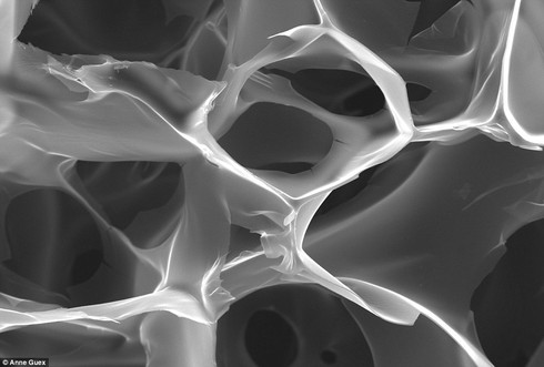 Chùm ảnh ấn tượng về máu và hệ tuần hoàn - ảnh 4