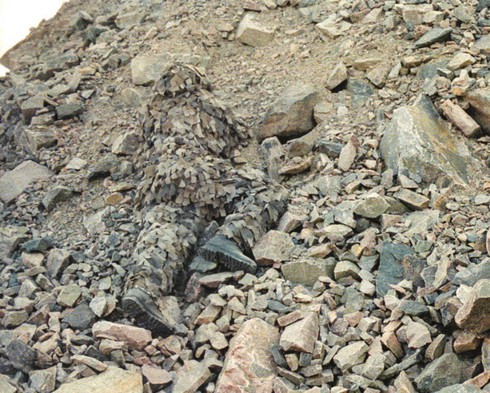 Quân đội Mỹ thử nghiệm áo ngụy trang tàng hình mới - ảnh 3