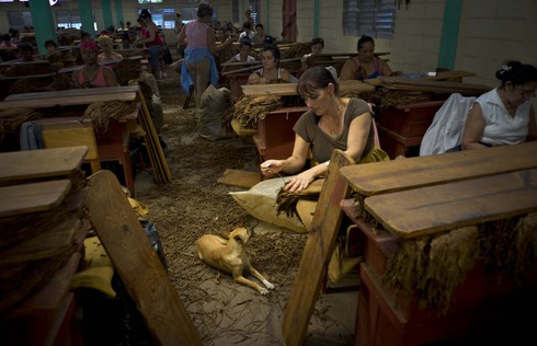 Xì gà Cuba được làm như thế nào? - ảnh 10