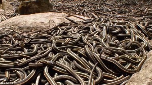 Hàng ngàn con rắn lúc nhúc thức tỉnh sau ngủ đông tại Canada - ảnh 2