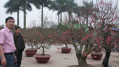 Đào thế cổ thụ rẻ nhất 25 triệu đồng mỗi cây - ảnh 1