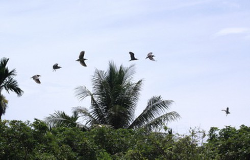 Đàn vạc ngàn con miền Tây: Bỏ thì thương, dưỡng thì thiệt! - ảnh 2