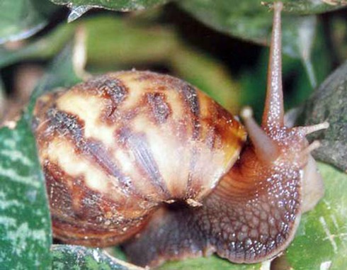 Ăn ốc ma, hai chị em bị viêm màng não - ảnh 1