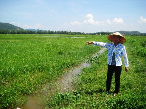 6 tháng trồng lúa không bằng 1 tuần làm thuê! - ảnh 1