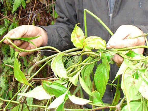 Thương tâm bà bầu 9 tháng ăn lá ngón tự tử - ảnh 1