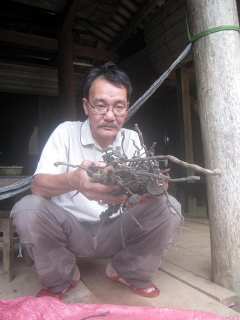 Cảnh báo thương lái Trung Quốc thu mua nấm độc chết người - ảnh 2