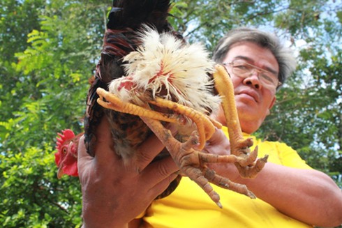 Kỳ lạ gà 4 chân - ảnh 2