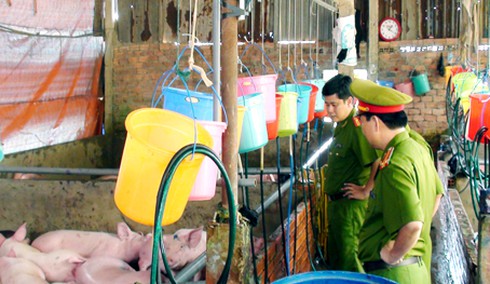 Phát hiện cơ sở chuyên bơm nước và thuốc ngủ vào heo thịt - ảnh 1