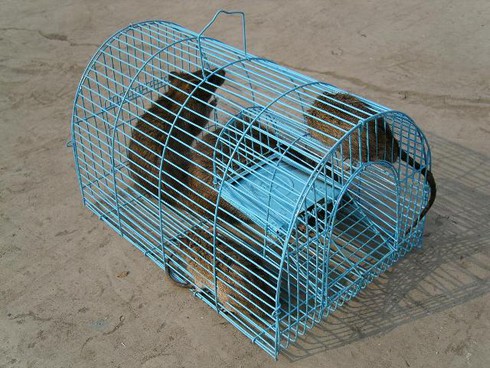 Bố mẹ lo bắt chuột để... con nộp đủ 3 đuôi - ảnh 1