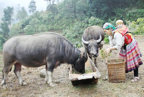 Chùm ảnh: Các kiểu chống rét cho gia súc tại Lào Cai - ảnh 2