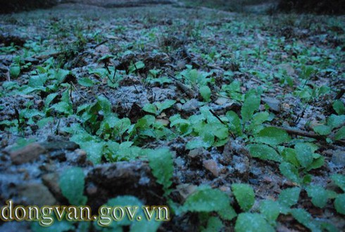 Tuyết rơi sớm ở Đồng Văn: Dày nhất trong vòng 10 năm - ảnh 1