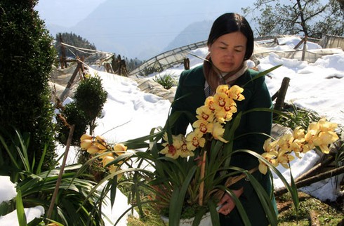 Xẻ thịt trâu chết rét vì mưa tuyết tại Sa Pa - ảnh 3