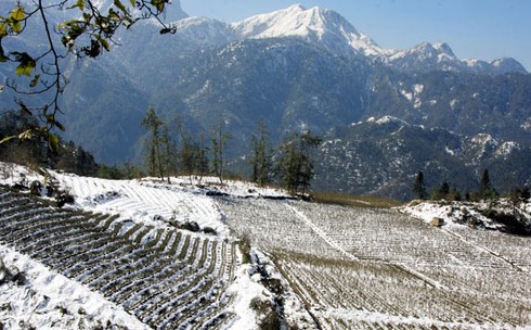 Xẻ thịt trâu chết rét vì mưa tuyết tại Sa Pa - ảnh 6