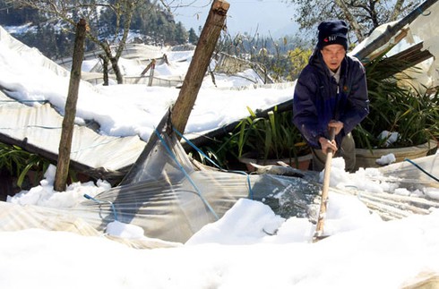 Xẻ thịt trâu chết rét vì mưa tuyết tại Sa Pa - ảnh 4