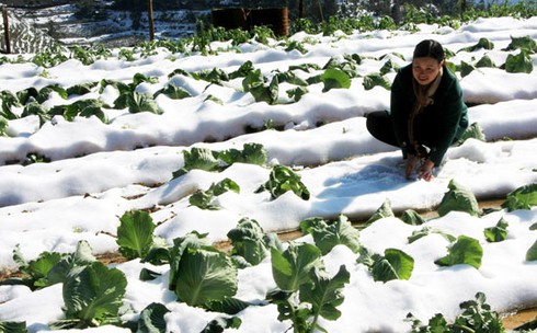 Xẻ thịt trâu chết rét vì mưa tuyết tại Sa Pa - ảnh 5