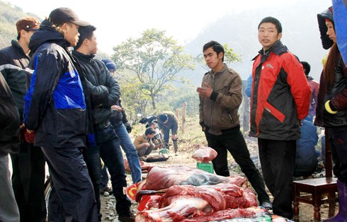 Xẻ thịt trâu chết rét vì mưa tuyết tại Sa Pa - ảnh 1