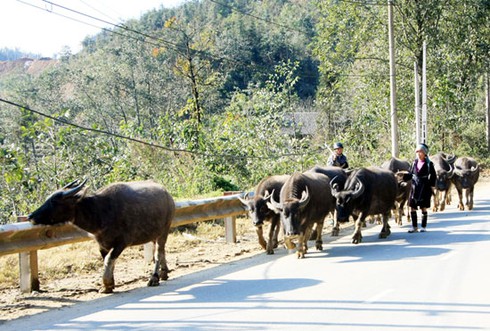 Xẻ thịt trâu chết rét vì mưa tuyết tại Sa Pa - ảnh 2