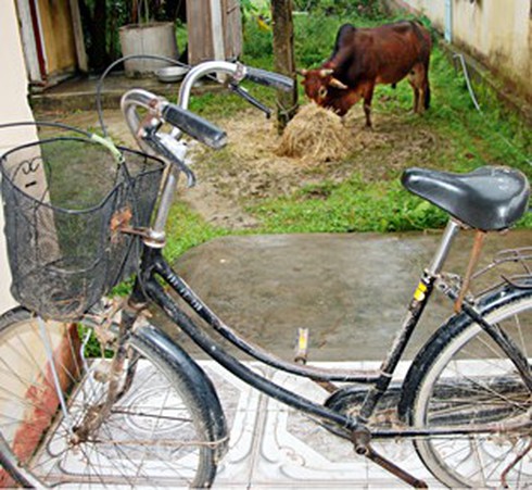 3 tên trộm bò ngớ ngẩn, xui xẻo - ảnh 1