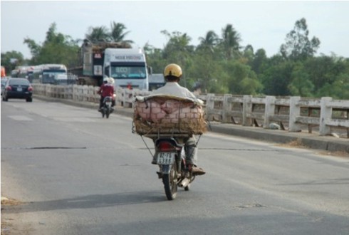 Đi chợ ẵm heo lấy hên - ảnh 15